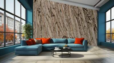 dry tree bark texture and background, nature concept Wall mural