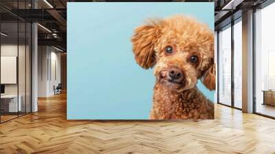 A brown poodle with curly hair looks at the camera with a curious expression. The dog is positioned against a blue background. Wall mural