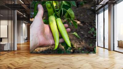 A male hand holds two young green peppers hanging from a pepper plant in the garden. Its a sunny day, with peppers dappled in sunlight and shadows. Close up view, agricultural concept Wall mural