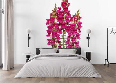 Red snapdragon flower bouquet isolated on white, Antirrhinum majus
 Wall mural