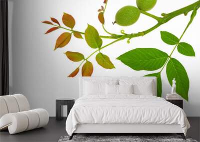 Young twig of walnut with green fruits Wall mural