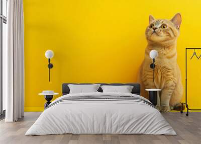 The photo high-resolution realistic illustrations featuring different cat breeds. Each cat is depicted sitting upright and alert, positioned on solid background Wall mural