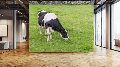 A cow in a field on Flores Island. Wall mural