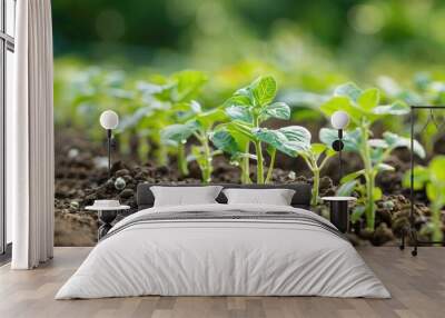 Potato Seedlings and Drip Irrigation in Garden Focus on Some Space for Text Wall mural