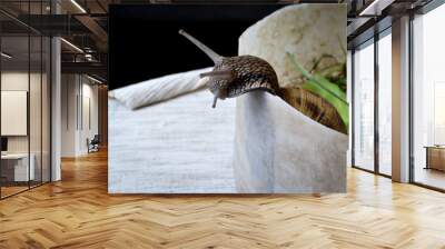 head of snail trying to escape Wall mural