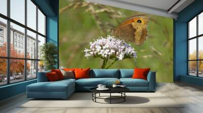 meadow brown butterfly 2 Wall mural