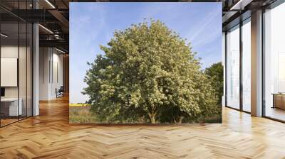 whitebeam tree Wall mural