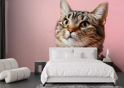 fashionable cute cat with neckless on pink background Wall mural