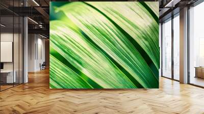 Palm leaf texture in natural tropical green Wall mural