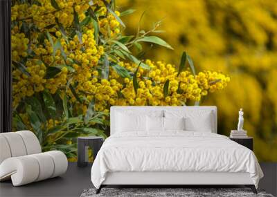 Yellow flowers of a flowering Cootamundra wattle Acacia baileyana tree closeup on a blurred background Wall mural