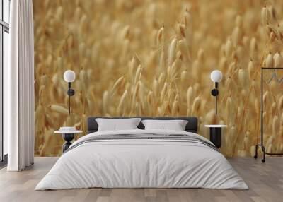 Nature and farm golden oat field Wall mural