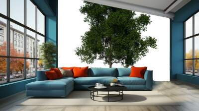 Front view tree plant ( Adolescent Red Oak tree 1 ) png Wall mural