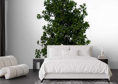 Front view tree plant ( Young Red Oak tree 3 ) png Wall mural