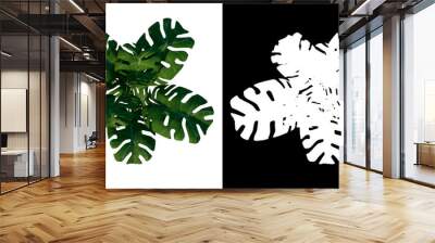 Top view of Plant ( Big monstera 1) Tree png with alpha channel to cutout made with 3D render Wall mural