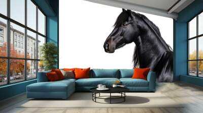 Close-up Arabian black horse on the transparent background Wall mural