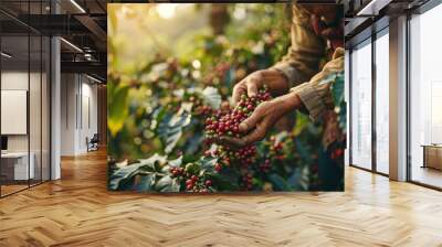 Columbia mature woman harvesting coffee bean in the coffee field Wall mural