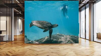 Swimming with Wild Hawaiian Green Sea Turtles in the Beautiful Ocean off Hawaii  Wall mural