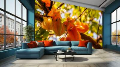 Exotic tropical fruit carambola tree Wall mural