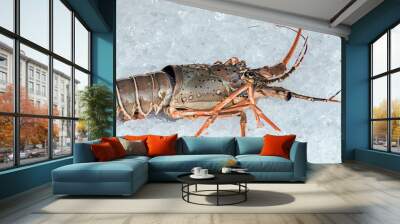 Spiny lobster Wall mural