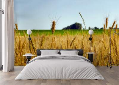 Wheat field agriculture Wall mural