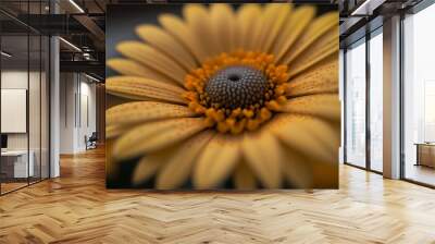 A macro shot of a yellow daisy Wall mural