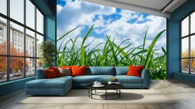 Fresh Green Grass and Blue Sky Horizon: Tranquil Outdoor Nature Scene Wall mural