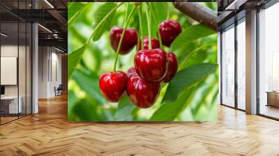 Cherry fruits on tree branches.	 Wall mural