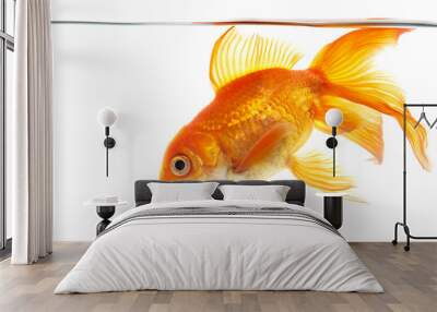 Gold fish (golden carp). Isolation on the white Wall mural