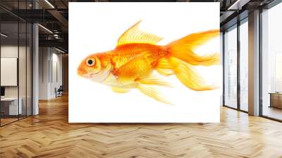 Gold fish (golden carp). Isolation on the white Wall mural