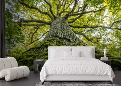 A majestic oak tree seen from the base, its thick trunk covered in moss and reaching up into a canopy of vibrant green leaves. The branches spread wide against a bright sky. Wall mural