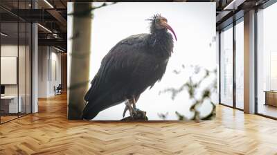 A Northern Bald Ibis with a distinctive red beak and wispy crest feathers perches on a branch. The bird's dark plumage contrasts against the blurred green background of foliage Wall mural