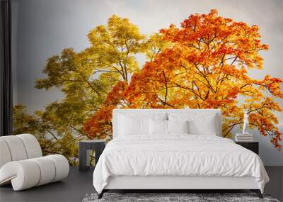 Two vibrant autumn trees stand tall against a cloudy sky, with one tree displaying golden-green leaves and the other glowing in bright orange and red hues. Wall mural