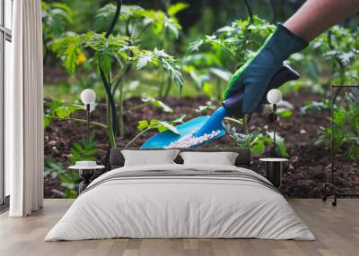 farmer giving granulated fertilizer to young tomato plants Wall mural