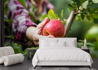 Farmer picking red apple from tree Wall mural