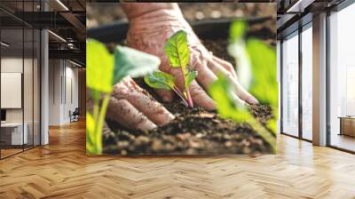 Farmer´s hands planting kohlrabi seedling in vegetable garden. Gardening at spring Wall mural