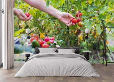 Female hands picking fresh tomatoes to wooden crate with vegetables. Organic garden at summer harvest Wall mural