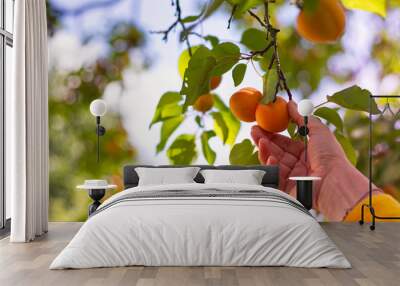 Harvesting apricots from tree.  Wall mural