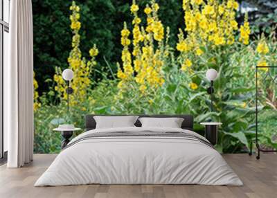 Mullein plant (verbascum densiflorum) in bloom at garden Wall mural