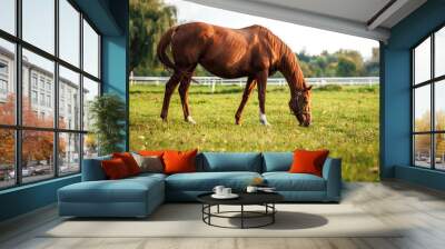 Red horse grazing grass on pasture. Animal farm Wall mural