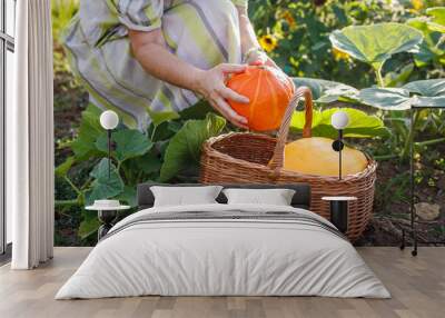 Woman farmer harvesting pumpkins from organic vegetable garden. Summer gardening Wall mural