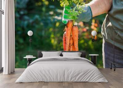 Woman gardener holding freshly harvested carrots from organic garden. Root vegetable Wall mural