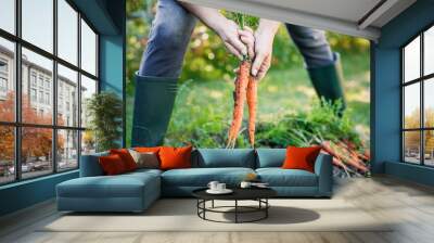 Woman harvesting fresh carrot from vegetable garden. Homegrown produce and organic gardening Wall mural