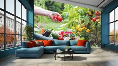 Woman is harvesting tomatoes. Woman´s hands picking fresh tomatoes to wooden crate. Organic garden Wall mural