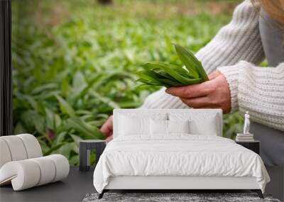 Woman picking Wild Garlic (allium ursinum) in forest. Harvesting Ramson leaves herb Wall mural