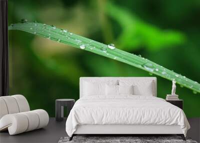 morning dew drops on green grass leaves Wall mural