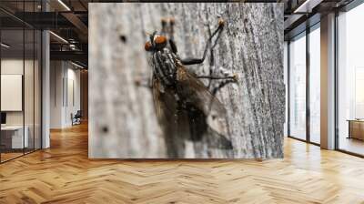 macro photography of a large field fly with red eyes Wall mural