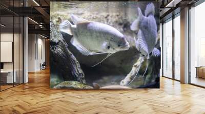 beautiful swimming fish in the sea  Wall mural