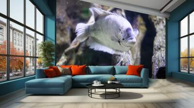 fish in a marine aquarium Wall mural