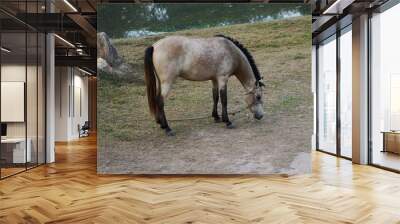 Horse Wall mural