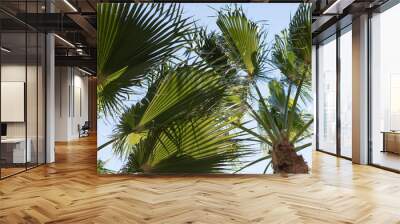 palm tree and clear sky Wall mural